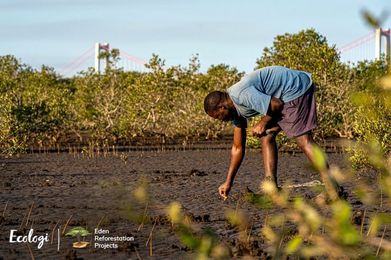 mangrove planting in madagascar