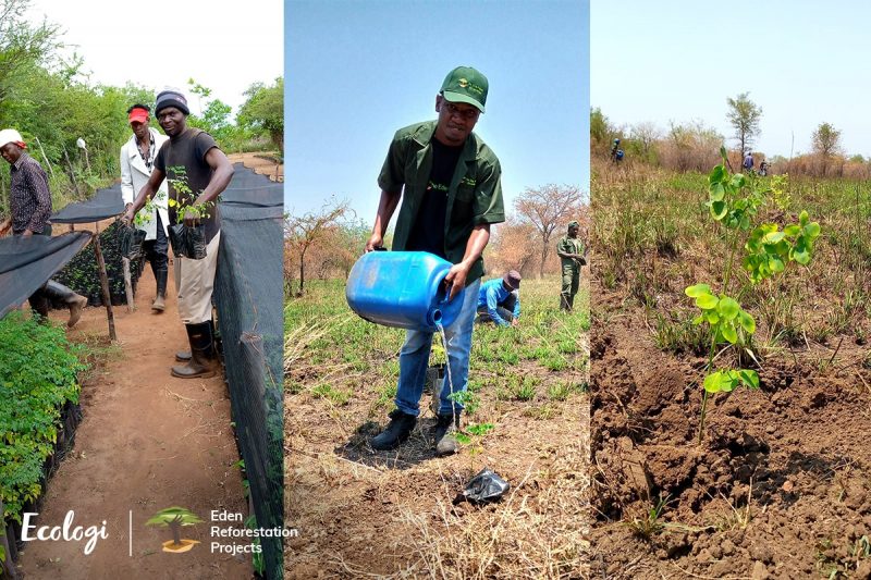 reforestation in Mozambique